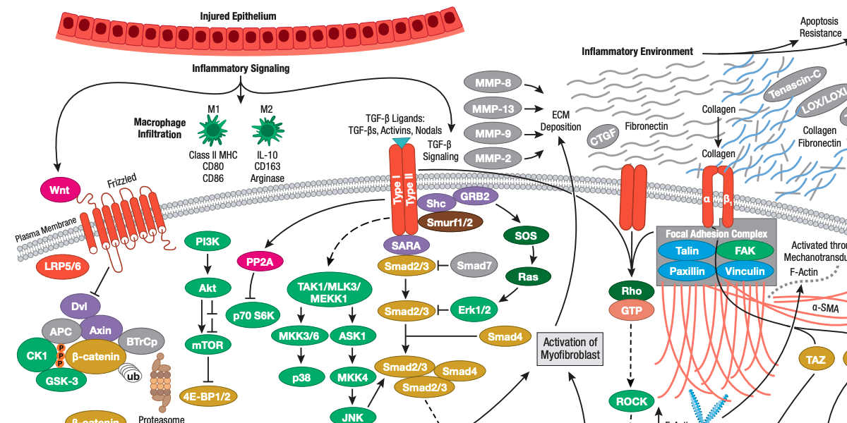 Fibrosis When Wound Healing Turns to Disease